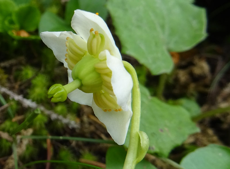 Moneses uniflora / Piroletta soldanina